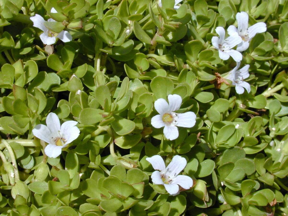 Brahmi ve Bacopa Arasındaki Farklar ve Kesin Bilgiler [2026] - Kapak Görseli