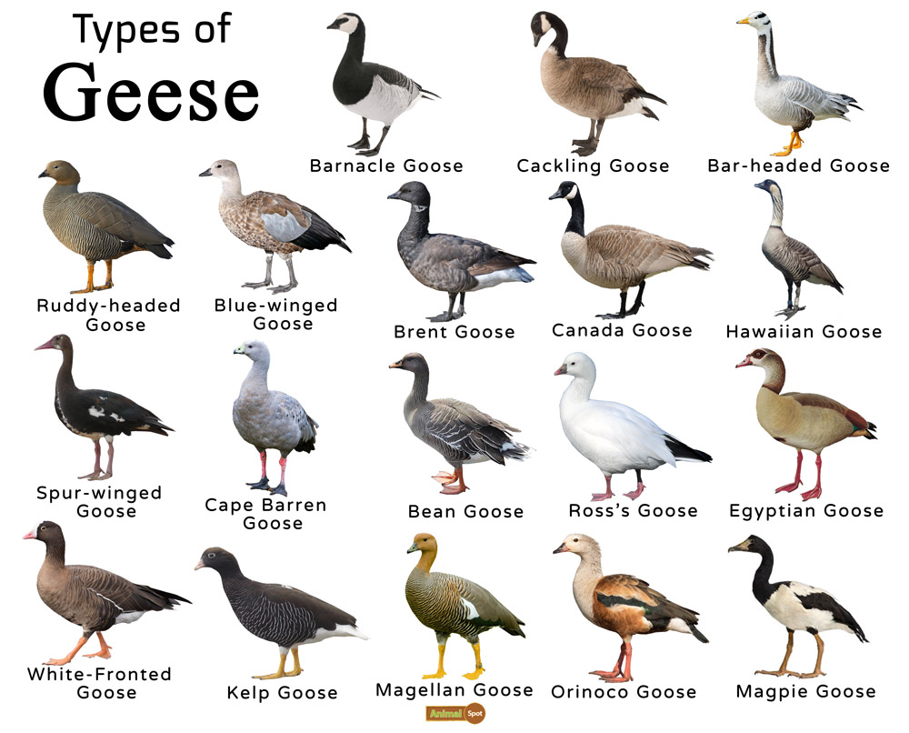 Goose ve Geese Arasındaki Kritik Farklar [Uzman Püf Noktaları – 2026] - Kapak Görseli