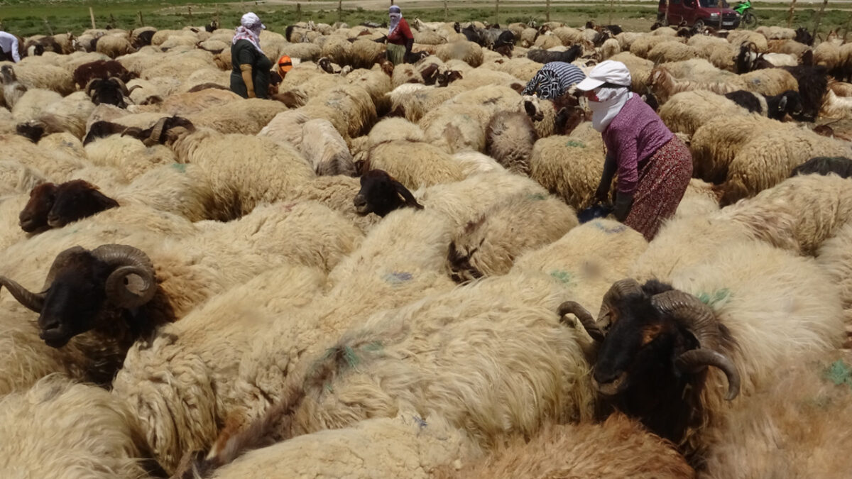 Coğrafyanın En Zorlu Bölümleri ve Uzman İpuçları [2026] - Kapak Görseli